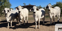 10 Reg. Brahman Bred Heifers... S. Central TX