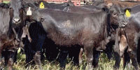 80 Brangus & Brangus Cross Rep. Heifers... Central TX