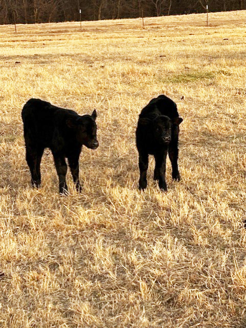 Cattle Range Listing Photo