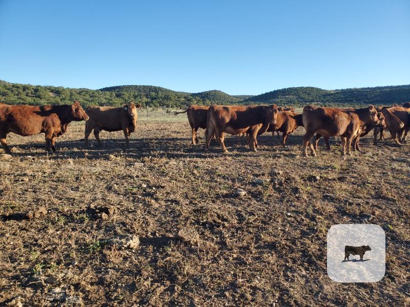 Cattle Range Listing Photo 4