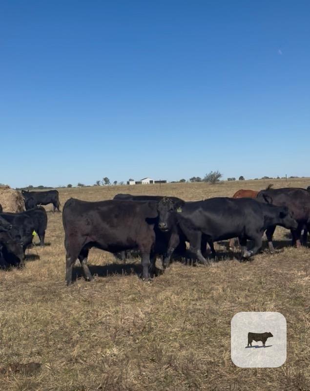Cattle Range Listing Photo