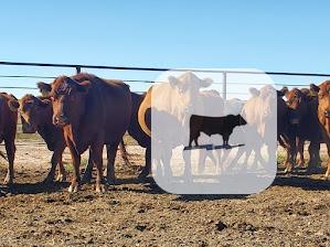 Cattle Range Listing Photo 3