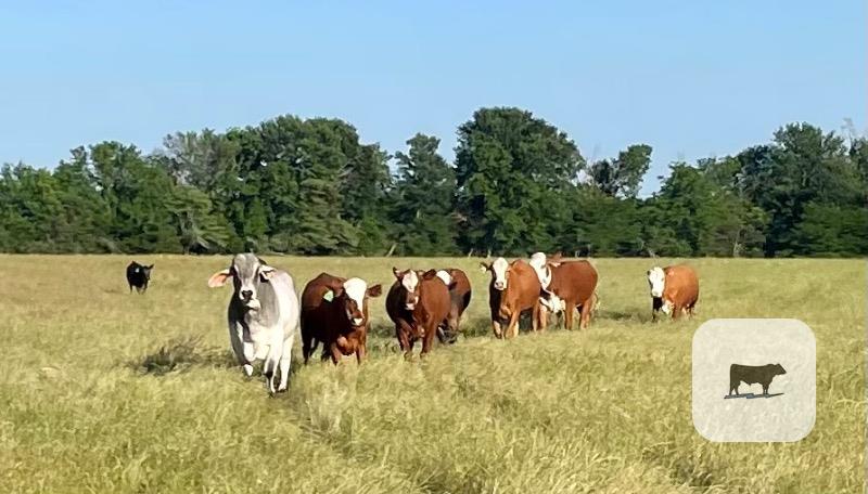 Cattle Range Listing Photo
