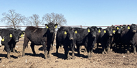 60 Angus & BWF Rep. Heifers... Southwest MO