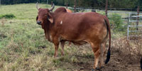 3 Reg. Brahman & Braford Cows... Southwest MS
