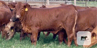 50 Beefmaster & Beefmaster Cross Rep. Heifers... Central TX
