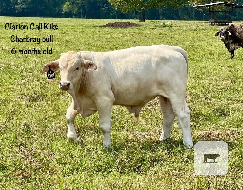 Cattle Range Listing Photo