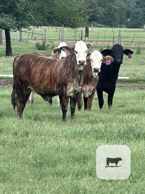 Cattle Range Listing Photo