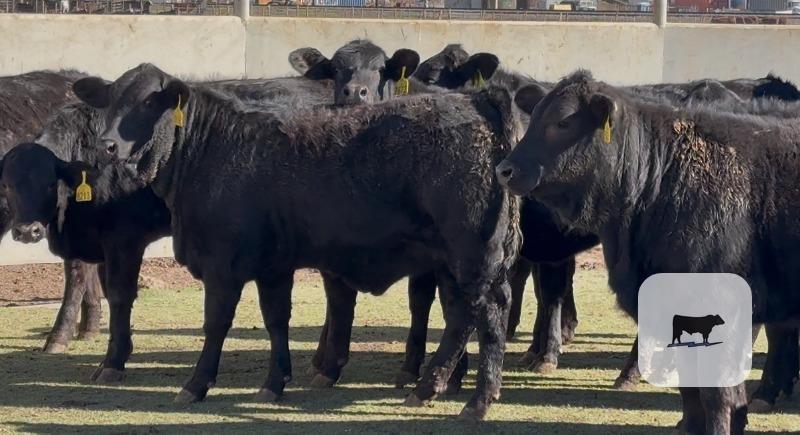 Cattle Range Listing Photo