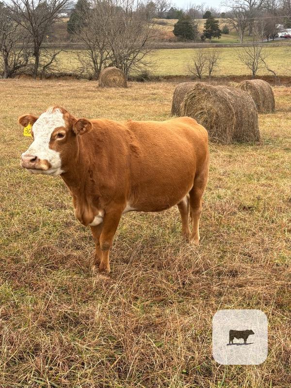 Cattle Range Listing Photo