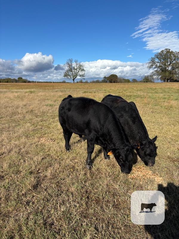 Cattle Range Listing Photo 2