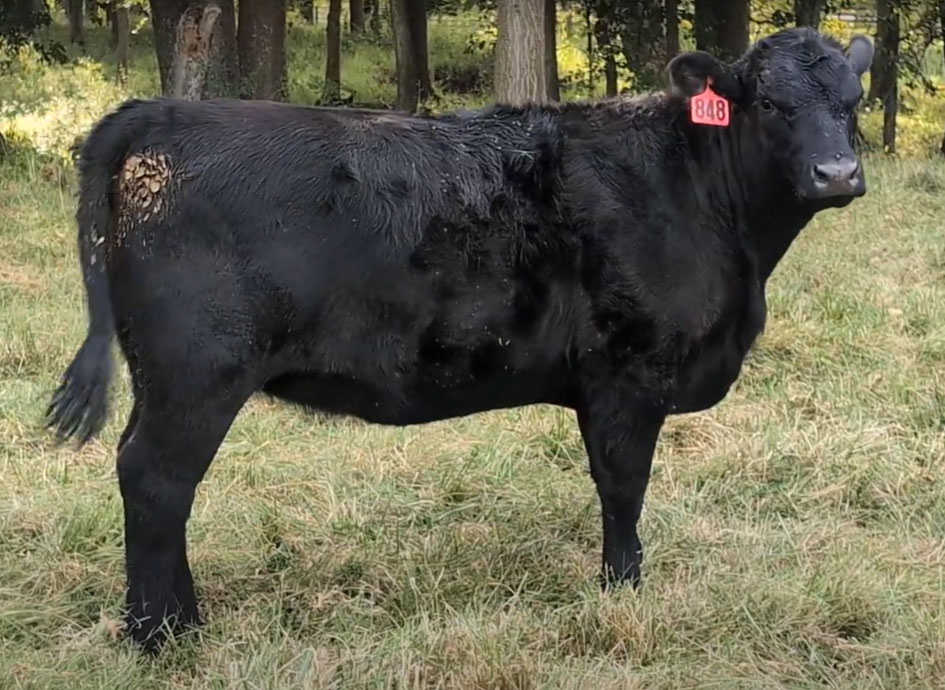 Cattle Range Listing Photo