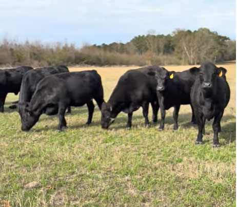 Cattle Range Listing Photo
