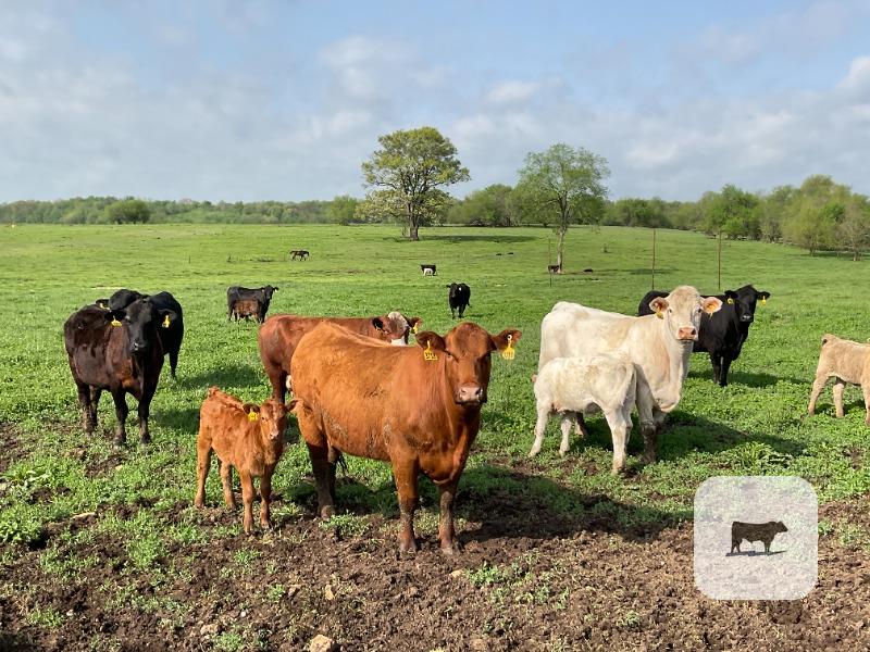 Cattle Range Listing Photo