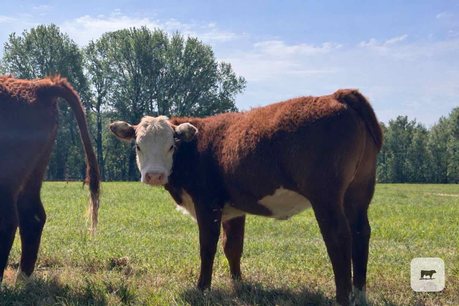 Cattle Range Listing Photo