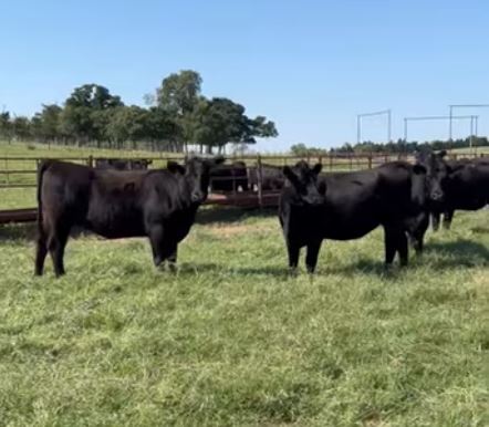 Cattle Range Listing Photo