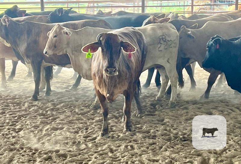 Cattle Range Listing Photo