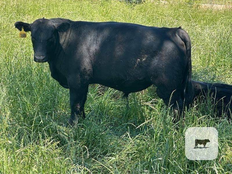 Cattle Range Listing Photo