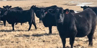200 Angus Bred Heifers... N. Central OK