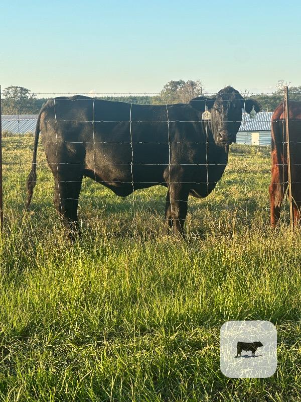 Cattle Range Listing Photo