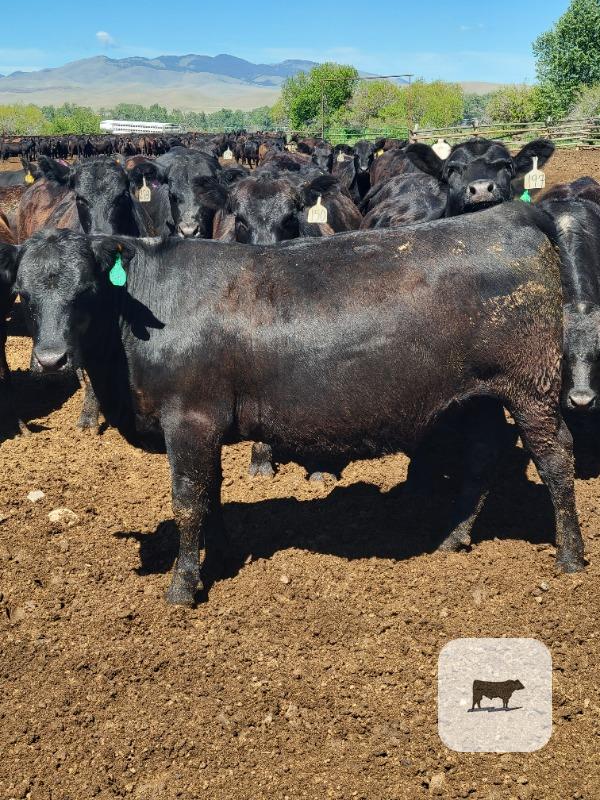 Cattle Range Listing Photo