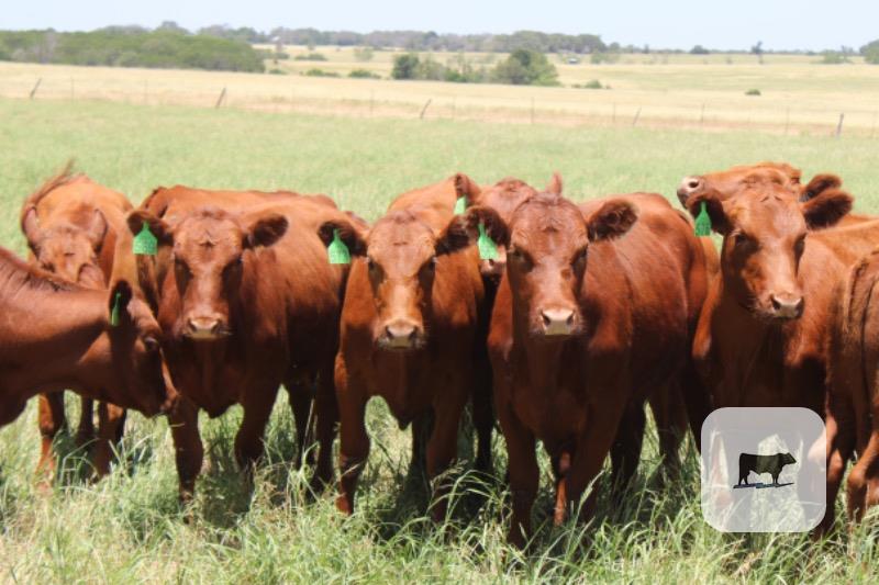 Cattle Range Listing Photo