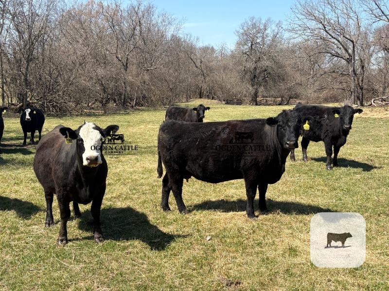 Cattle Range Listing Photo