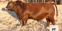 6 Reg. Red Angus Bulls... S. Central OK ~ BVD-PI Neg.