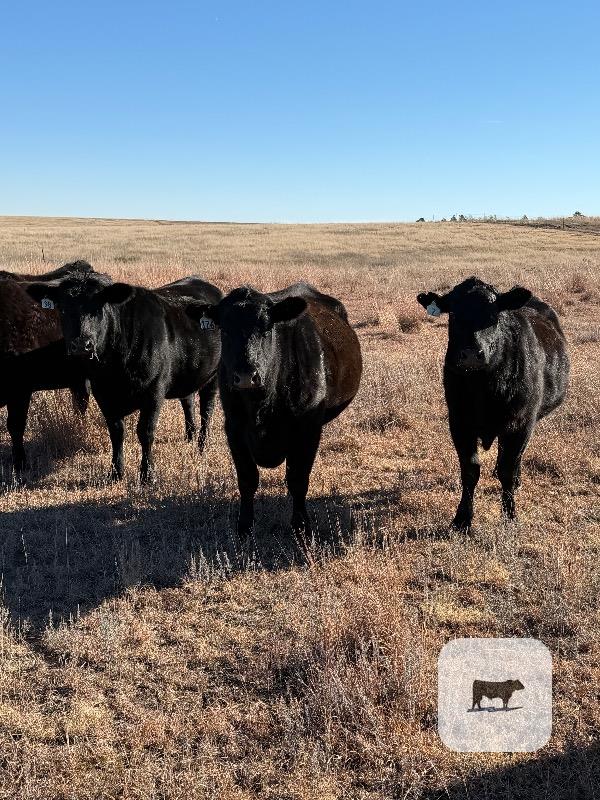 Cattle Range Listing Photo