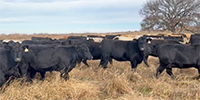238	Angus, BWF, & Charolais Cross Bred Heifers... Southeast KS