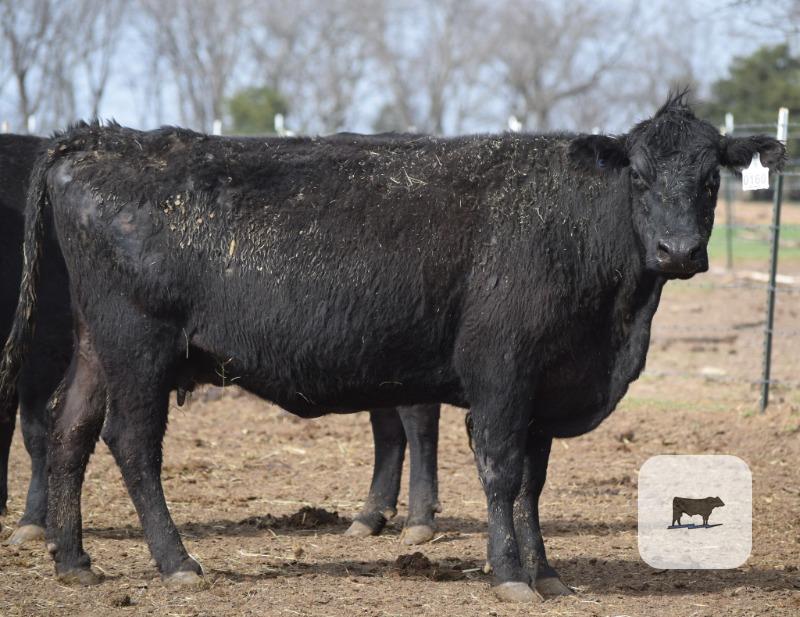 Cattle Range Listing Photo