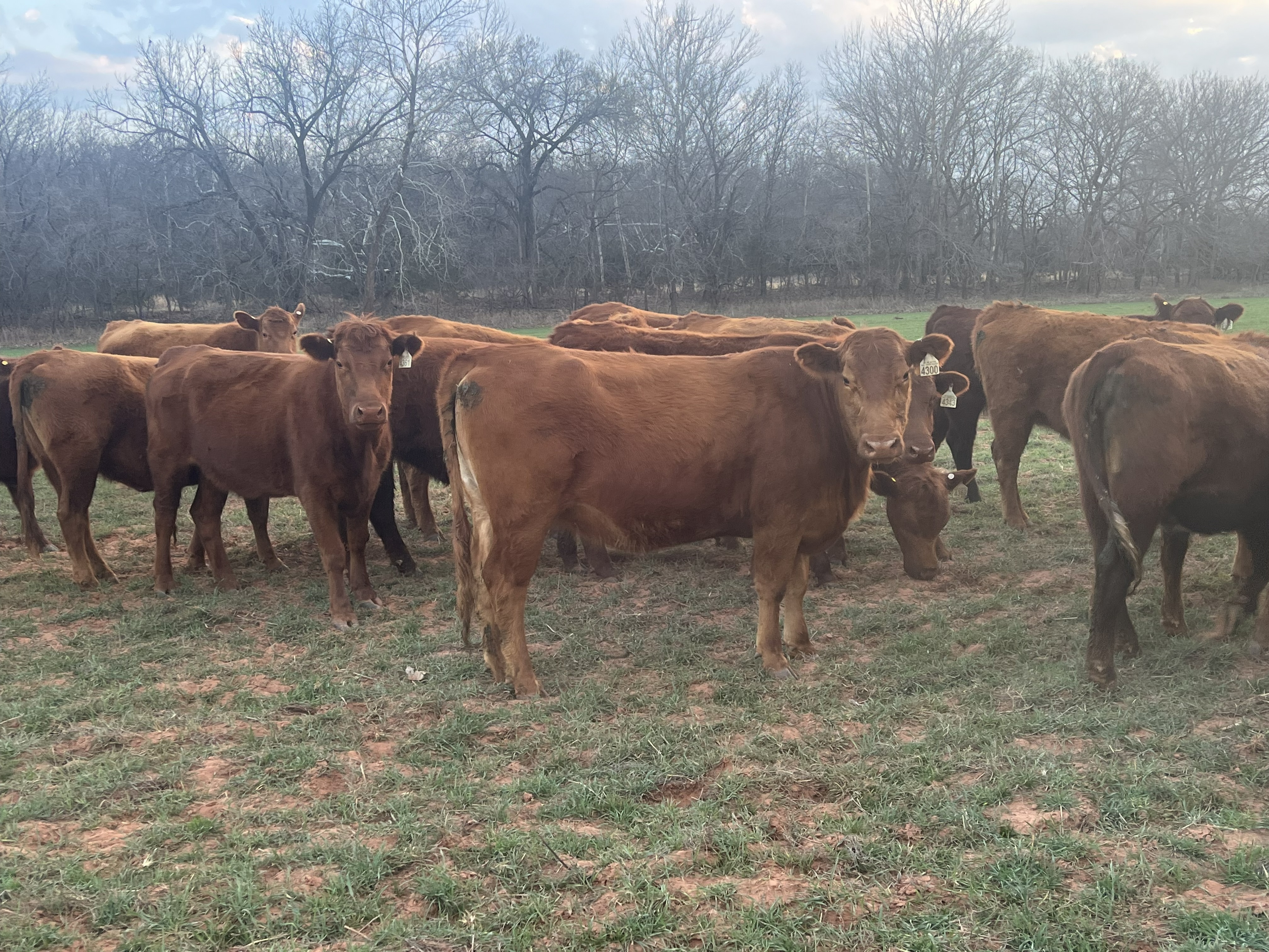 Cattle Range Listing Photo
