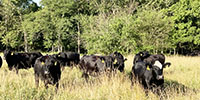 42 Angus & BWF Cows... Southwest MO