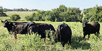 40 Angus & Black Baldy Cows... Southwest MO