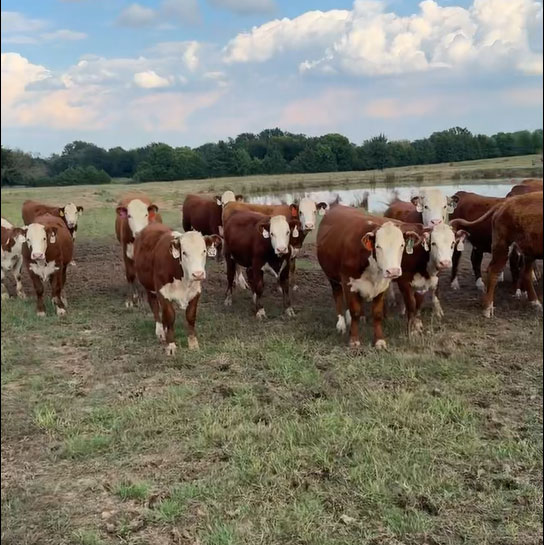 Cattle Range Listing Photo