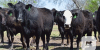 90 Angus & 'BWF' Cows... E. Central OK