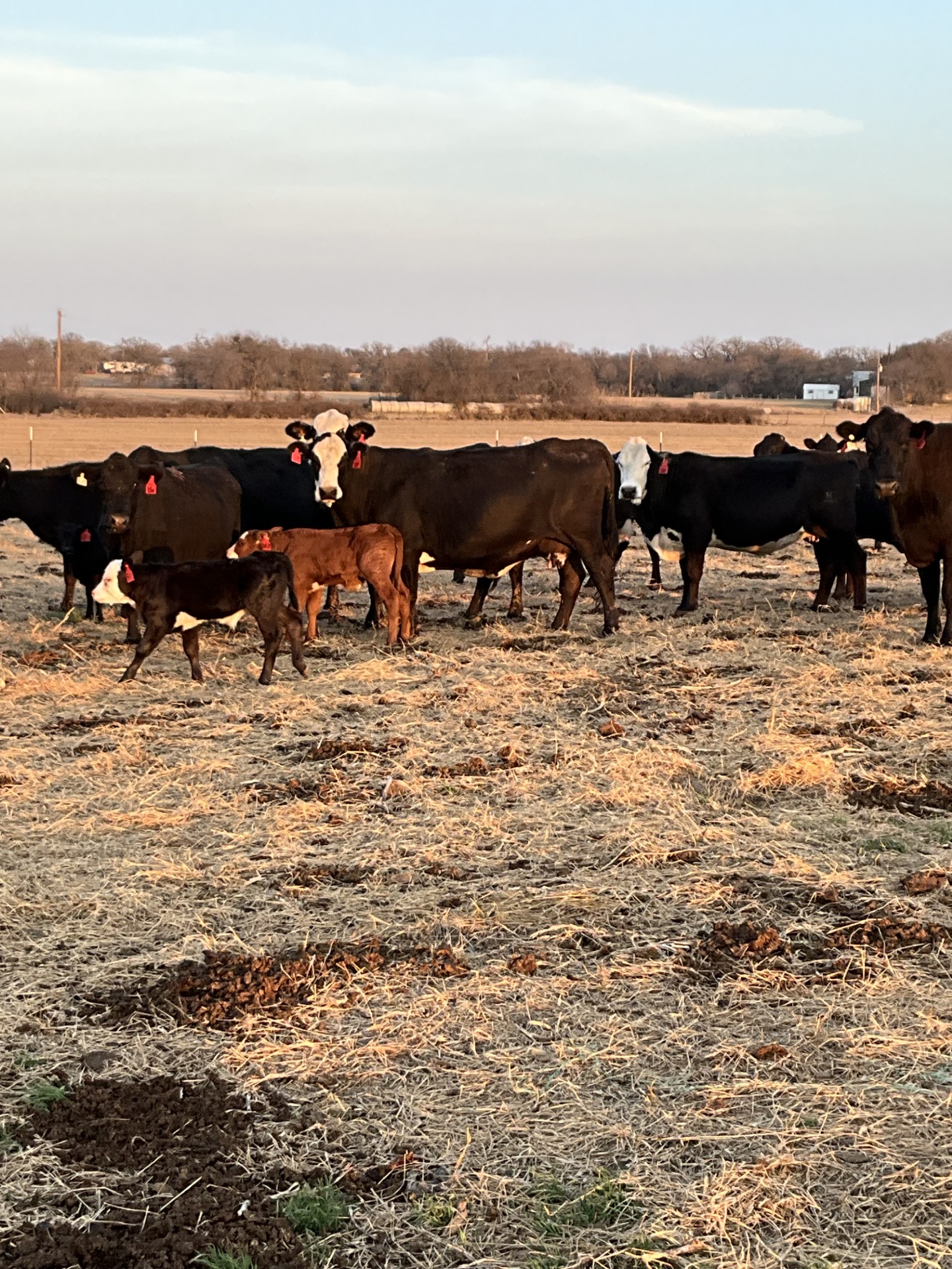Cattle Range Listing Photo