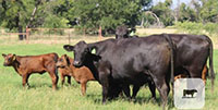 7 Angus Cross 'BWF' 2nd-Calf Pairs... Central TX