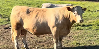 10 Charolais Bulls... Southwest MO