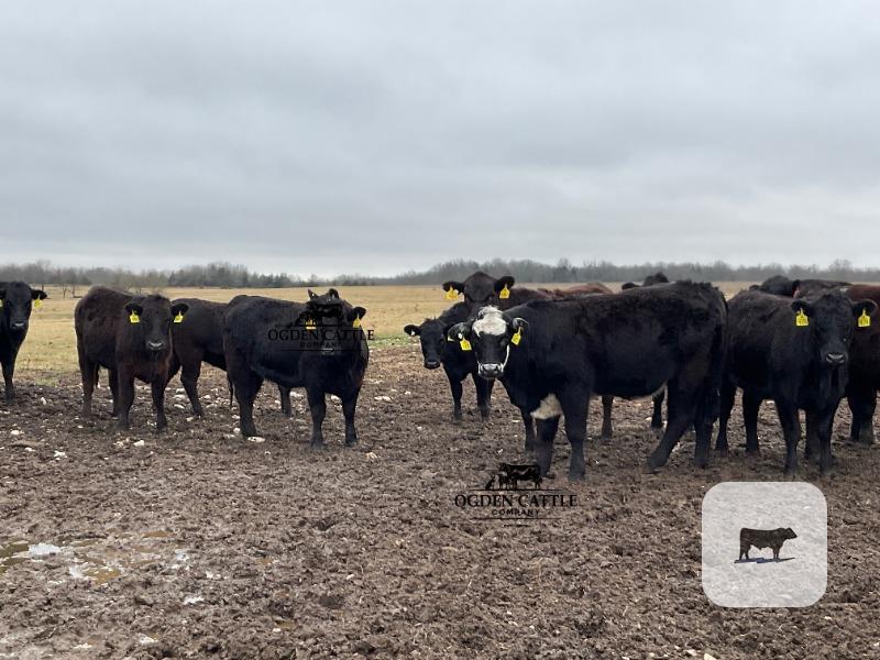 Cattle Range Listing Photo