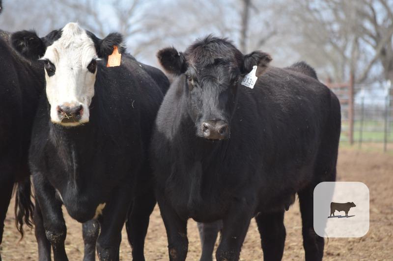 Cattle Range Listing Photo