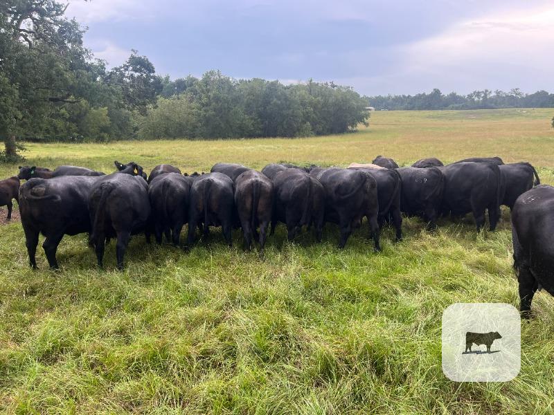 Cattle Range Listing Photo