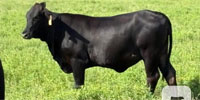 40 F1 Brangus Rep. Heifers... East Tx