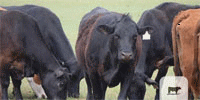 120 Angus, 'BWF' & Red Angus Cross Cows... E. Central OK
