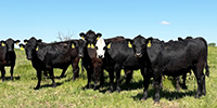 55 Angus & BWF Bred Heifers... SW Missouri