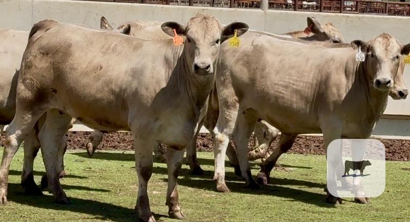 Cattle Range Listing Photo