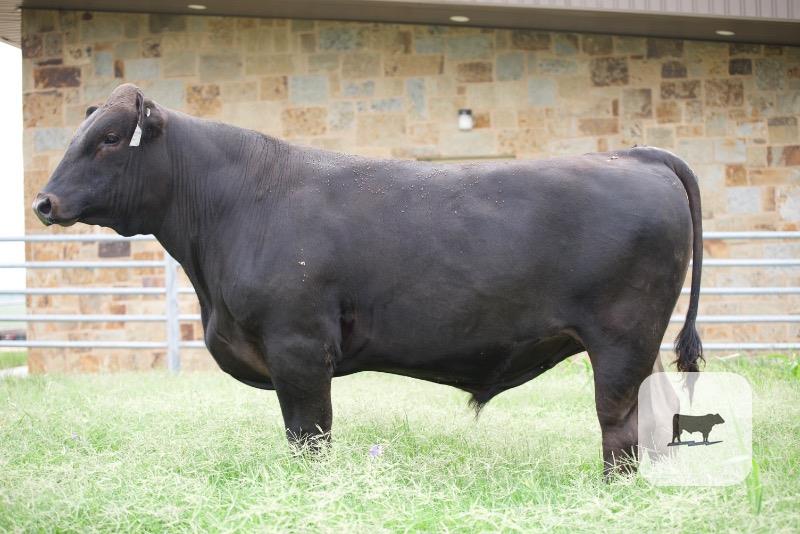 Cattle Range Listing Photo