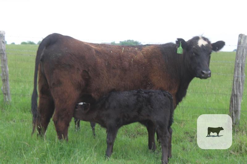 Cattle Range Listing Photo