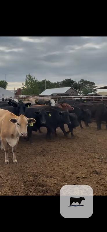Cattle Range Listing Photo