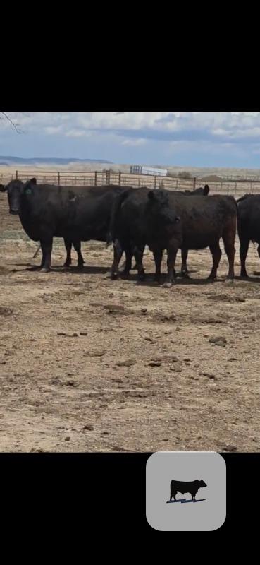 Cattle Range Listing Photo